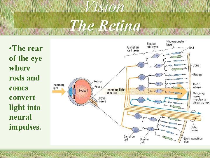 Vision The Retina • The rear of the eye where rods and cones convert