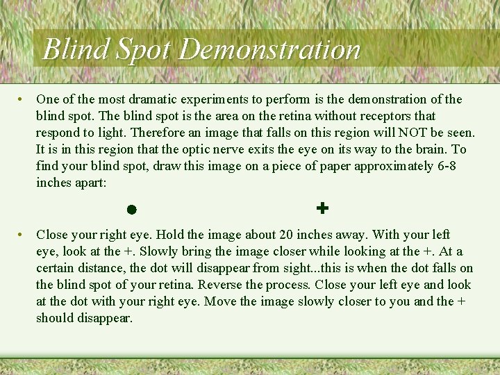 Blind Spot Demonstration • One of the most dramatic experiments to perform is the