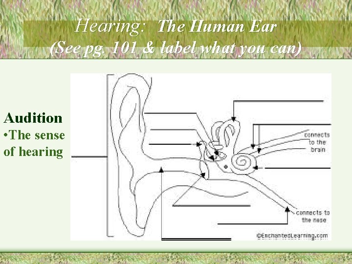 Hearing: The Human Ear (See pg. 101 & label what you can) Audition •