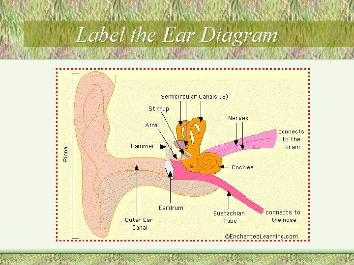 Label the Ear Diagram 