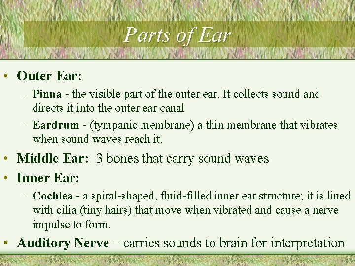 Parts of Ear • Outer Ear: – Pinna - the visible part of the