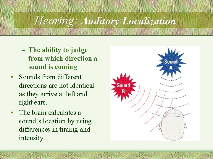 Hearing: Auditory Localization – The ability to judge from which direction a sound is