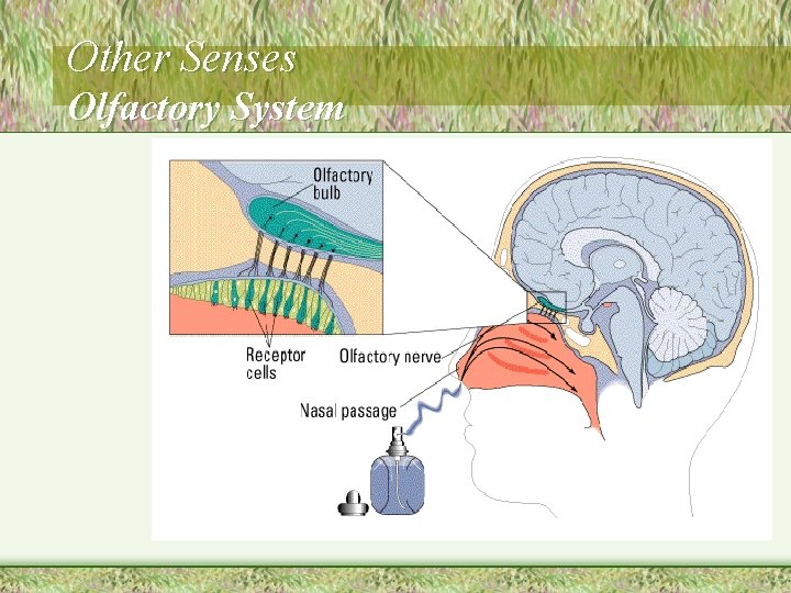 Other Senses Olfactory System 