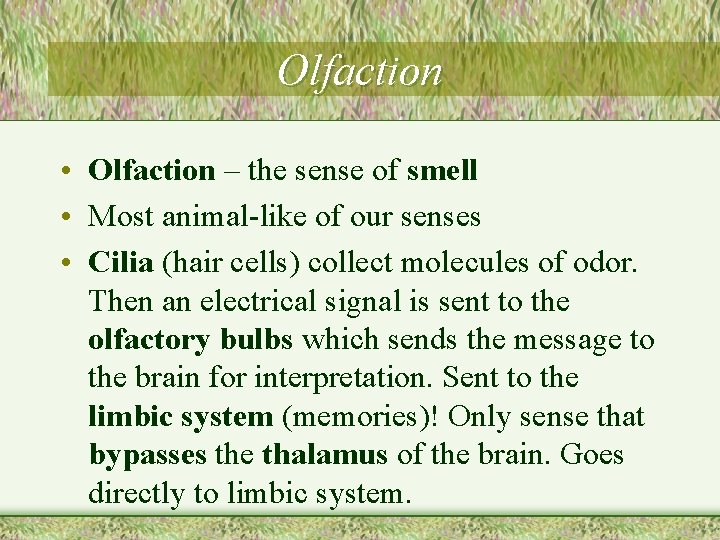 Olfaction • Olfaction – the sense of smell • Most animal-like of our senses