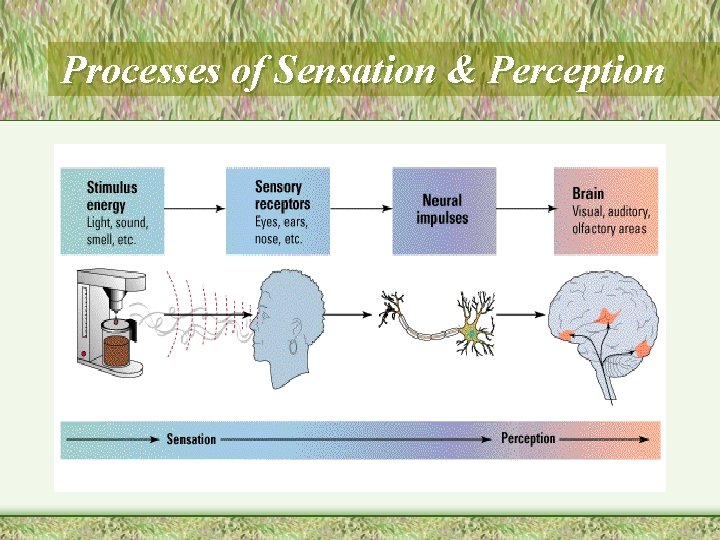 Processes of Sensation & Perception 