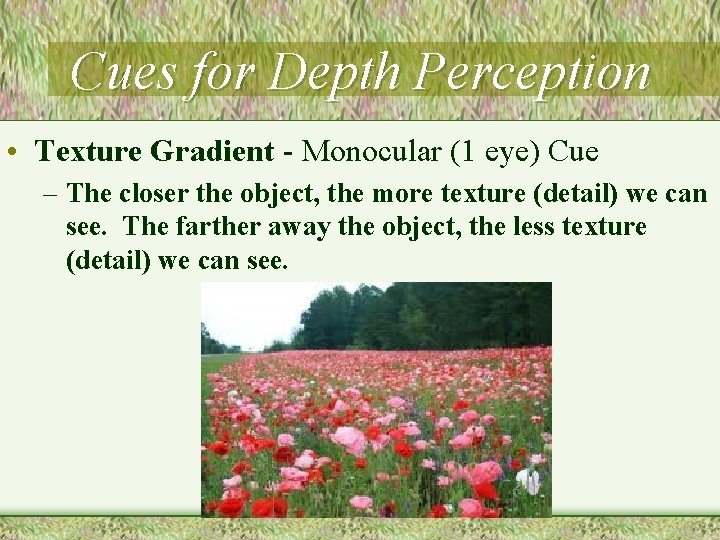 Cues for Depth Perception • Texture Gradient - Monocular (1 eye) Cue – The