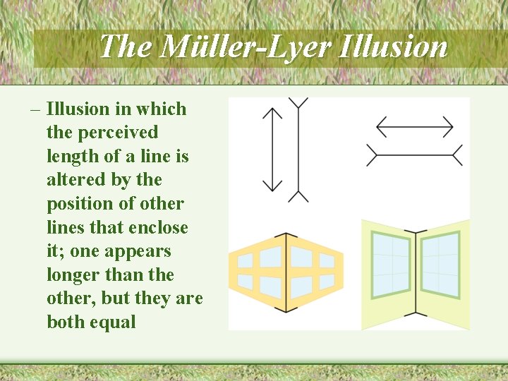 The Müller-Lyer Illusion – Illusion in which the perceived length of a line is