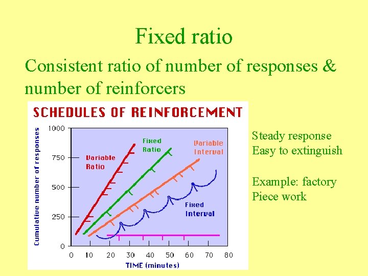 Fixed ratio Consistent ratio of number of responses & number of reinforcers Steady response
