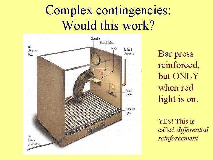 Complex contingencies: Would this work? Bar press reinforced, but ONLY when red light is