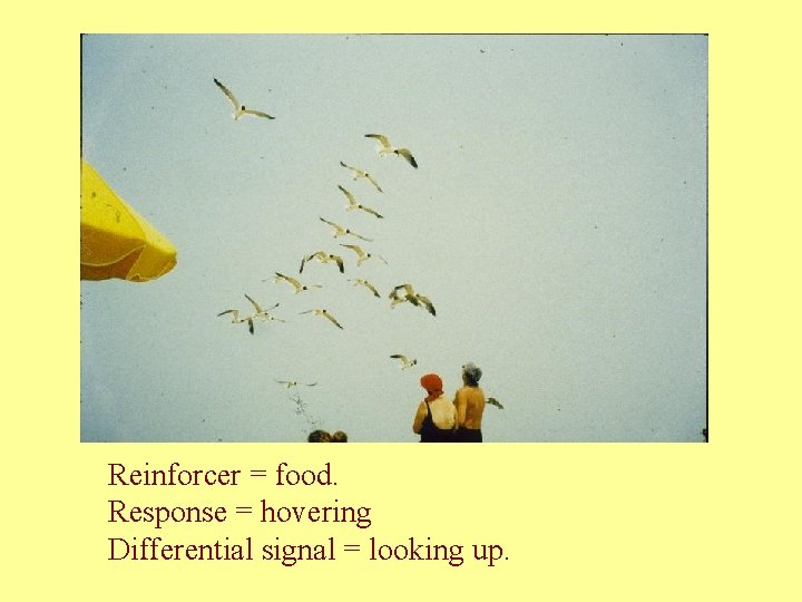 Reinforcer = food. Response = hovering Differential signal = looking up. 