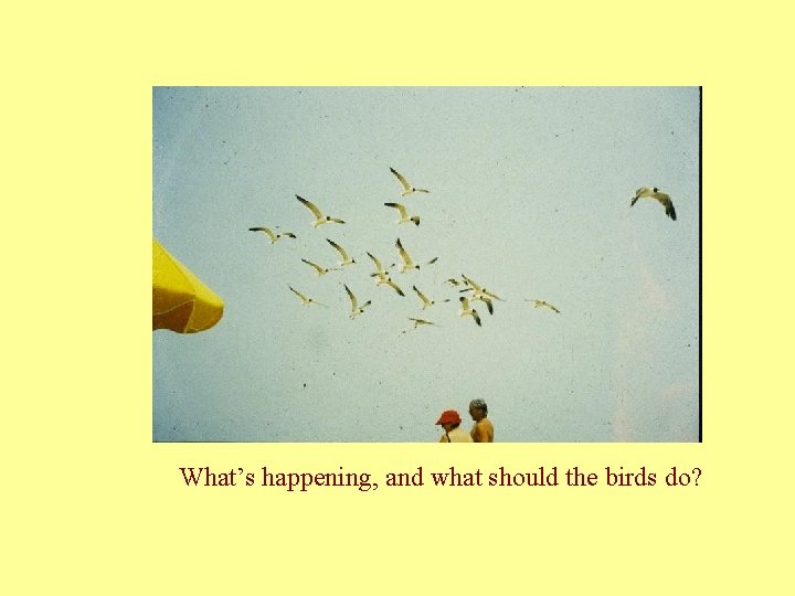 What’s happening, and what should the birds do? 