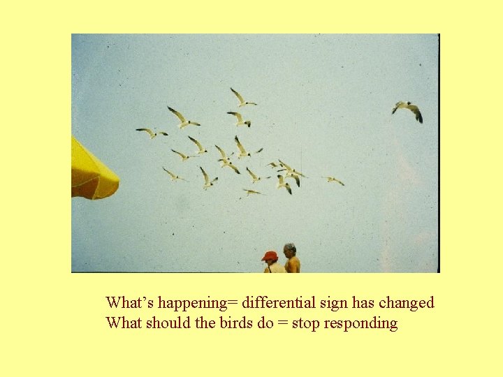 What’s happening= differential sign has changed What should the birds do = stop responding