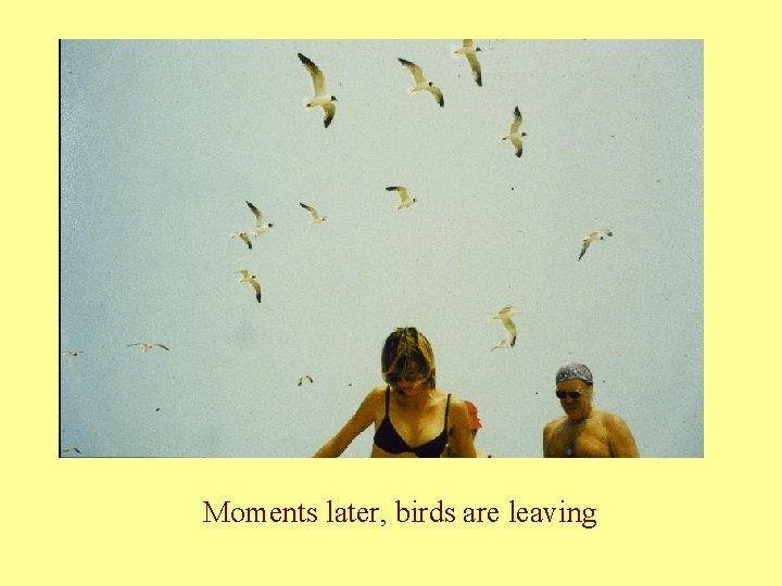 Moments later, birds are leaving 
