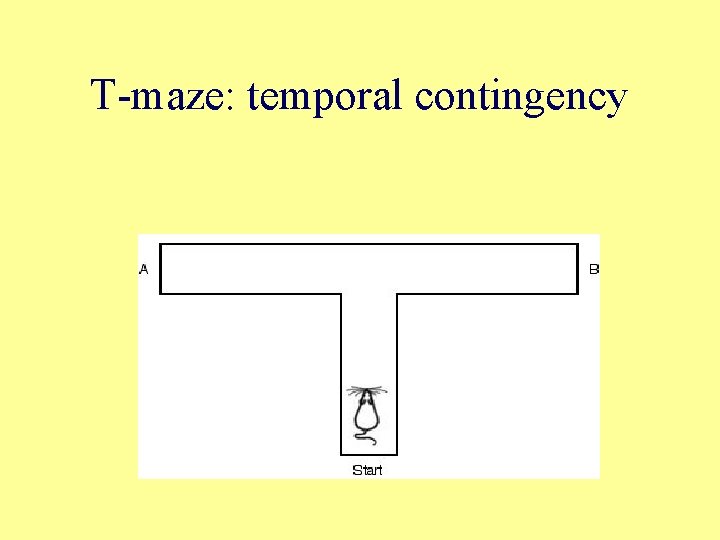 T-maze: temporal contingency 