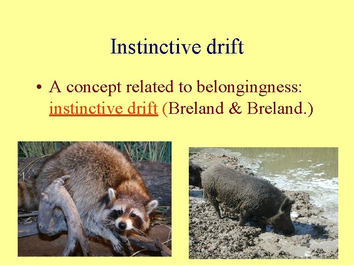 Instinctive drift • A concept related to belongingness: instinctive drift (Breland & Breland. )