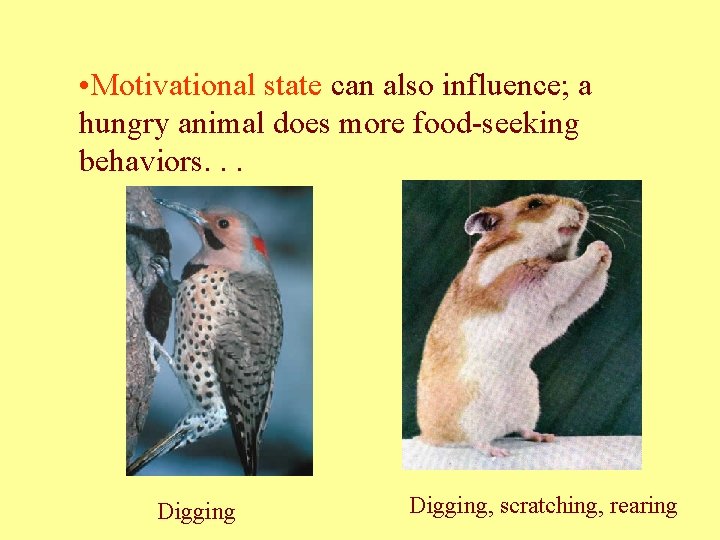  • Motivational state can also influence; a hungry animal does more food-seeking behaviors.