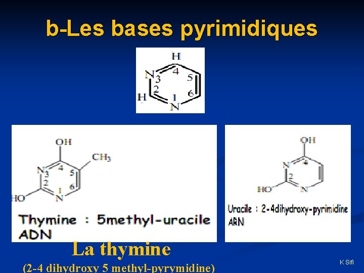 b-Les bases pyrimidiques La thymine (2 -4 dihydroxy 5 methyl-pyrymidine) K Sifi 