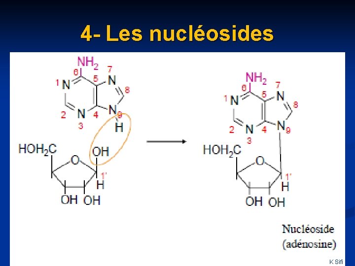 4 - Les nuclé nucl osides K Sifi 