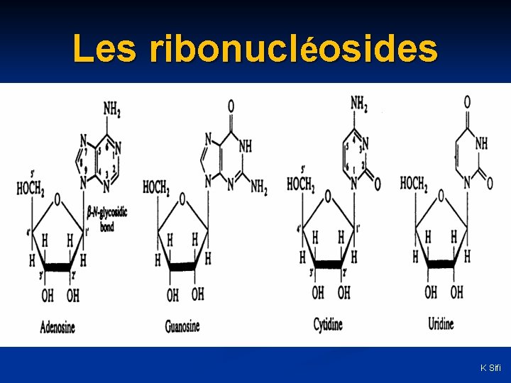 Les ribonucléosides K Sifi 