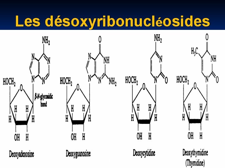 Les désoxyribonucléosides KS 