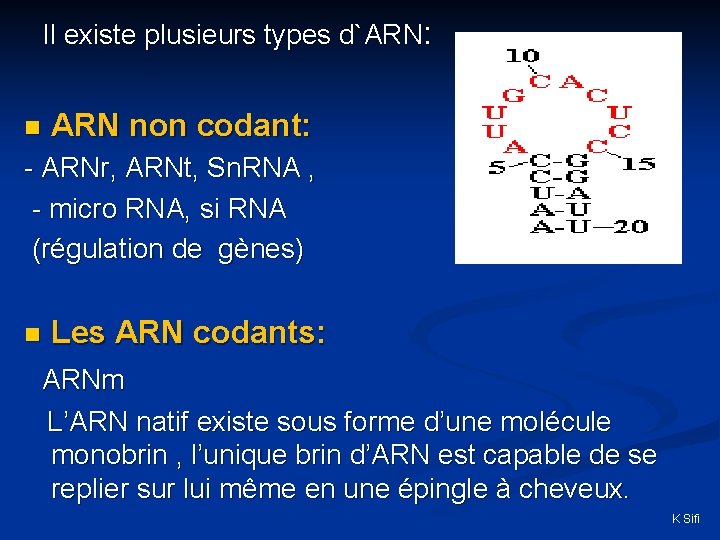 Il existe plusieurs types d`ARN: n ARN non codant: - ARNr, ARNt, Sn. RNA
