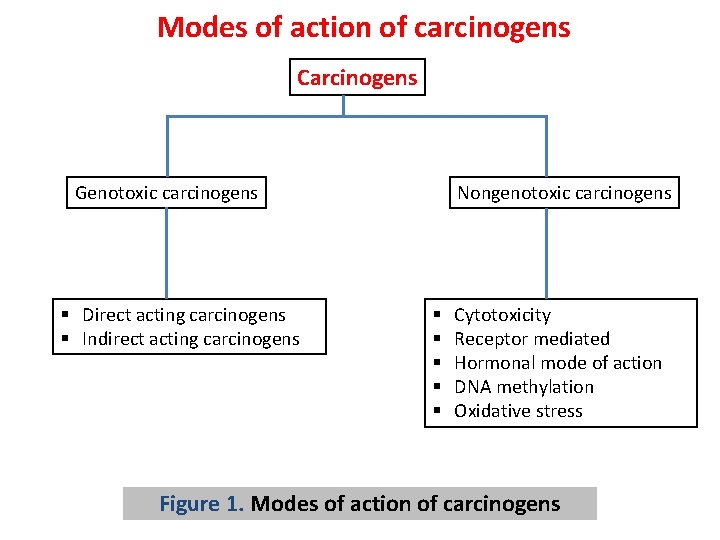 Modes of action of carcinogens Carcinogens Genotoxic carcinogens § Direct acting carcinogens § Indirect