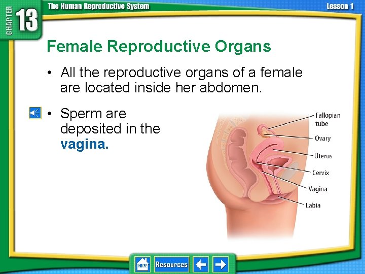 13. 1 Reproductive Systems Female Reproductive Organs • All the reproductive organs of a