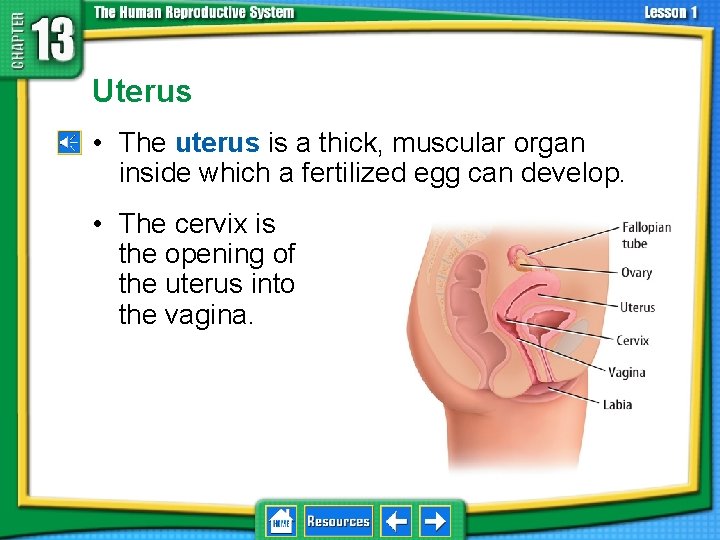 13. 1 Reproductive Systems Uterus • The uterus is a thick, muscular organ inside