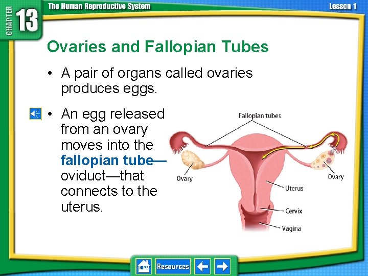 13. 1 Reproductive Systems Ovaries and Fallopian Tubes • A pair of organs called