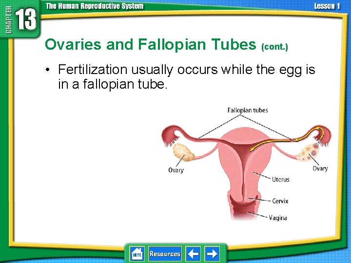 13. 1 Reproductive Systems Ovaries and Fallopian Tubes (cont. ) • Fertilization usually occurs