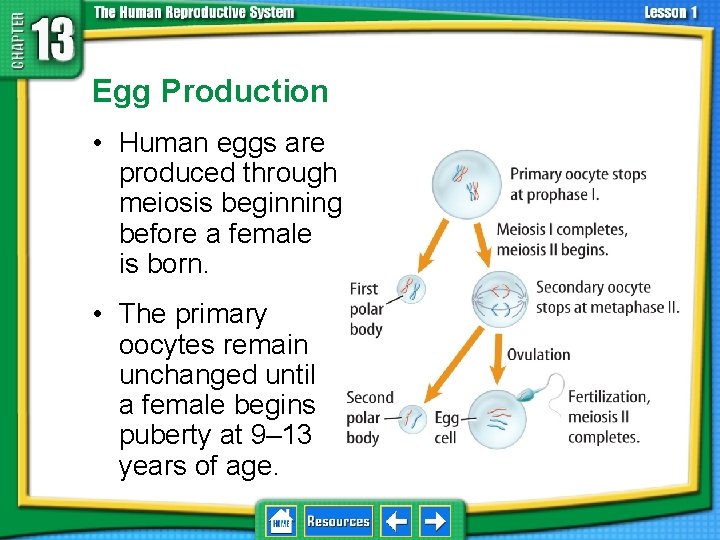 13. 1 Reproductive Systems Egg Production • Human eggs are produced through meiosis beginning