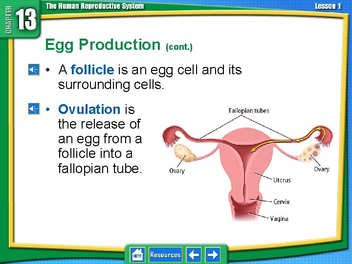 13. 1 Reproductive Systems Egg Production (cont. ) • A follicle is an egg