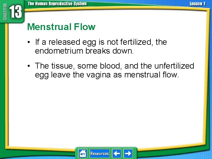 13. 1 Reproductive Systems Menstrual Flow • If a released egg is not fertilized,