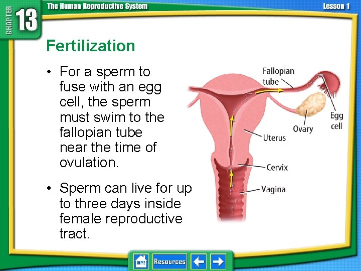 13. 1 Reproductive Systems Fertilization • For a sperm to fuse with an egg