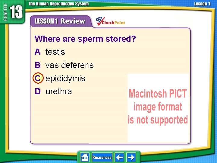 13. 1 Reproductive Systems 1. 2. 3. 4. A B C D Where are