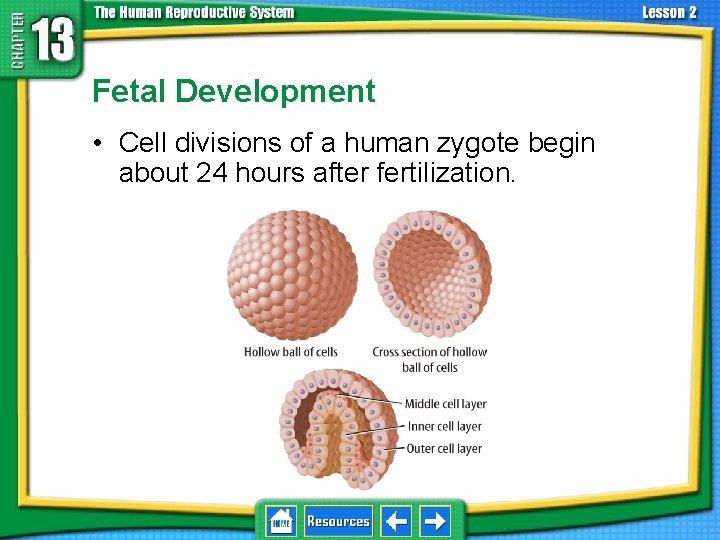 13. 2 Development Before Birth Fetal Development • Cell divisions of a human zygote