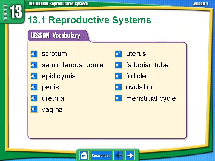 13. 1 Reproductive Systems scrotum uterus seminiferous tubule fallopian tube epididymis follicle penis ovulation