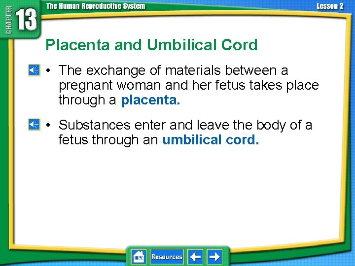 13. 2 Development Before Birth Placenta and Umbilical Cord • The exchange of materials