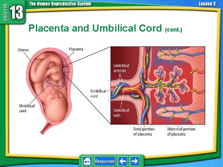 13. 2 Development Before Birth Placenta and Umbilical Cord (cont. ) 