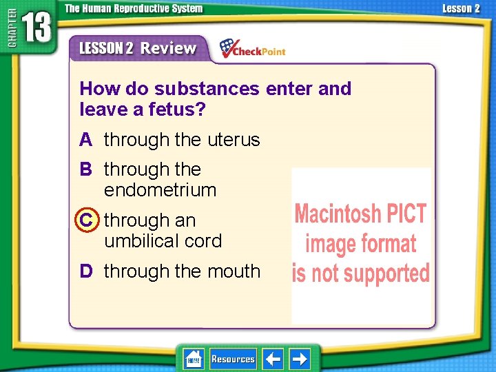13. 2 Development Before Birth 1. 2. 3. 4. A B C D How