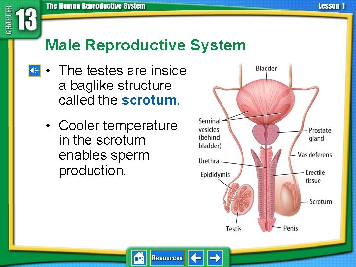 13. 1 Reproductive Systems Male Reproductive System • The testes are inside a baglike