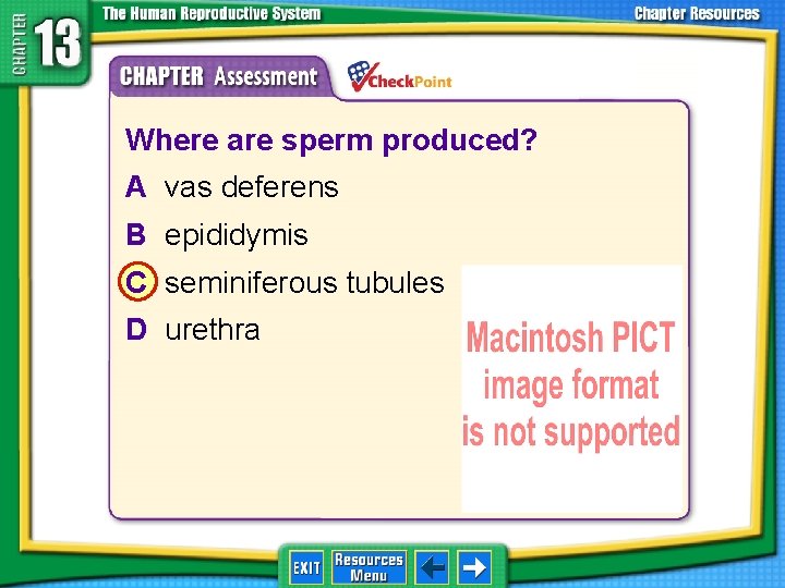 1. 2. 3. 4. A B C D Where are sperm produced? A vas