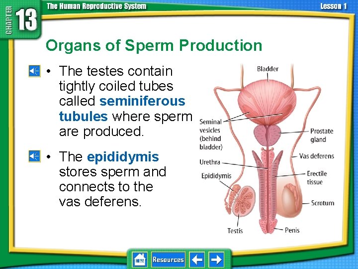 13. 1 Reproductive Systems Organs of Sperm Production • The testes contain tightly coiled
