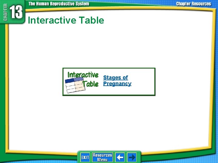 Interactive Table Stages of Pregnancy 