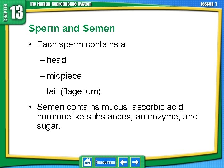 13. 1 Reproductive Systems Sperm and Semen • Each sperm contains a: – head
