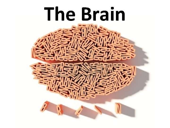 The Brain 