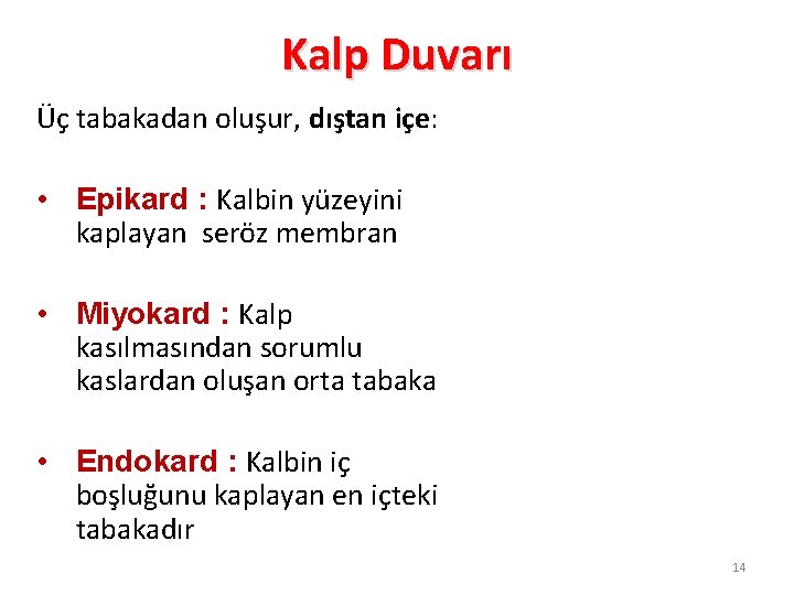 Kalp Duvarı Üç tabakadan oluşur, dıştan içe: • Epikard : Kalbin yüzeyini kaplayan seröz