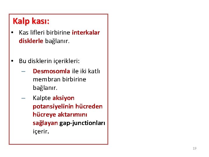 Kalp kası: • Kas lifleri birbirine interkalar disklerle bağlanır. • Bu disklerin içerikleri: –