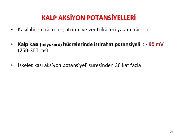 KALP AKSİYON POTANSİYELLERİ • Kasılabilen hücreler; atrium ve ventrikülleri yapan hücreler • Kalp kası