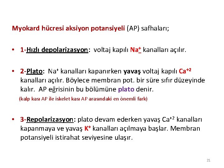 Myokard hücresi aksiyon potansiyeli (AP) safhaları; • 1 -Hızlı depolarizasyon: voltaj kapılı Na+ kanalları